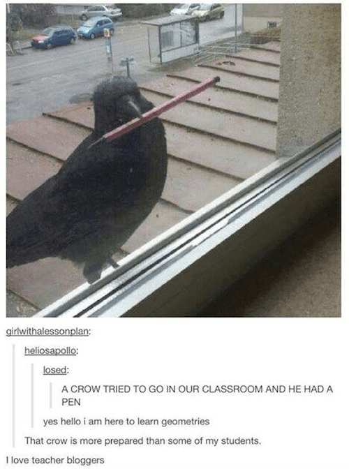 academic crow