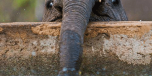 I’m not thirsty, I just like bubbles– and other elephant cuteness.