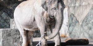 Hanako, ‘˜World’s Loneliest’ Elephant