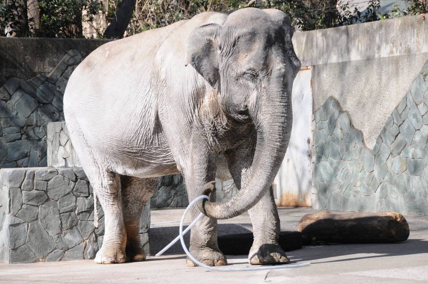 Hanako, '˜World's Loneliest' Elephant