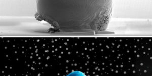 The world’s smallest snowman, at one fifth the width of a human hair