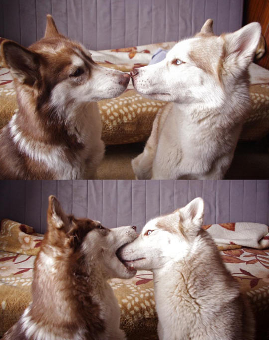 Dogs suck at kissing