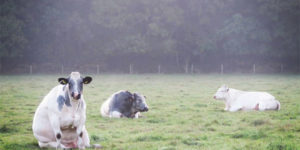 An uncomfortable amount of cows sitting like dogs.