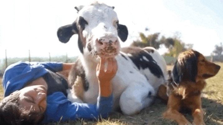 An uncomfortable amount of cows sitting like dogs.