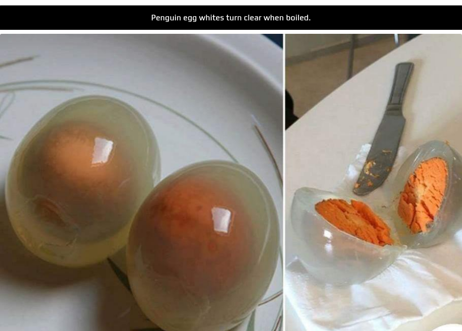 Can we not steal eggs from penwings, please?
