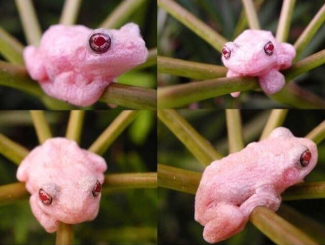 The Mighty and Albino Gray Tree Frog