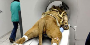 A literal cat scan.