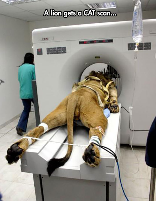 A literal cat scan.