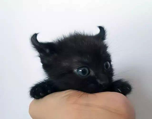 the cutest 'lil devil