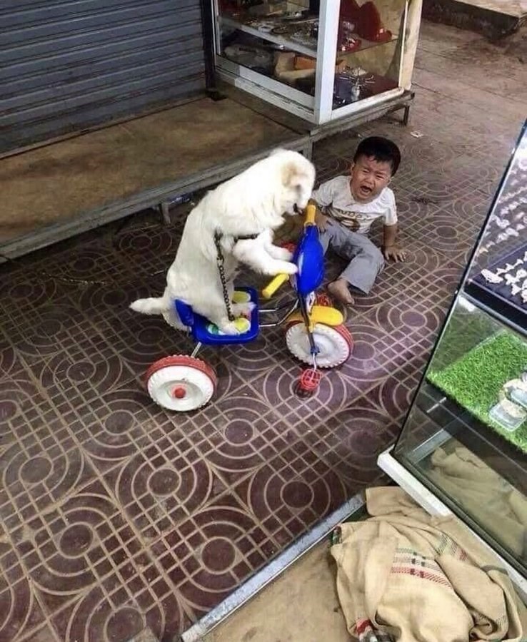 Doggo 1, young child 0