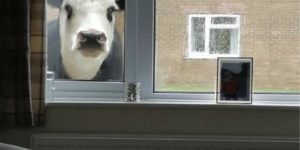 Nope. I’m moo-ving out