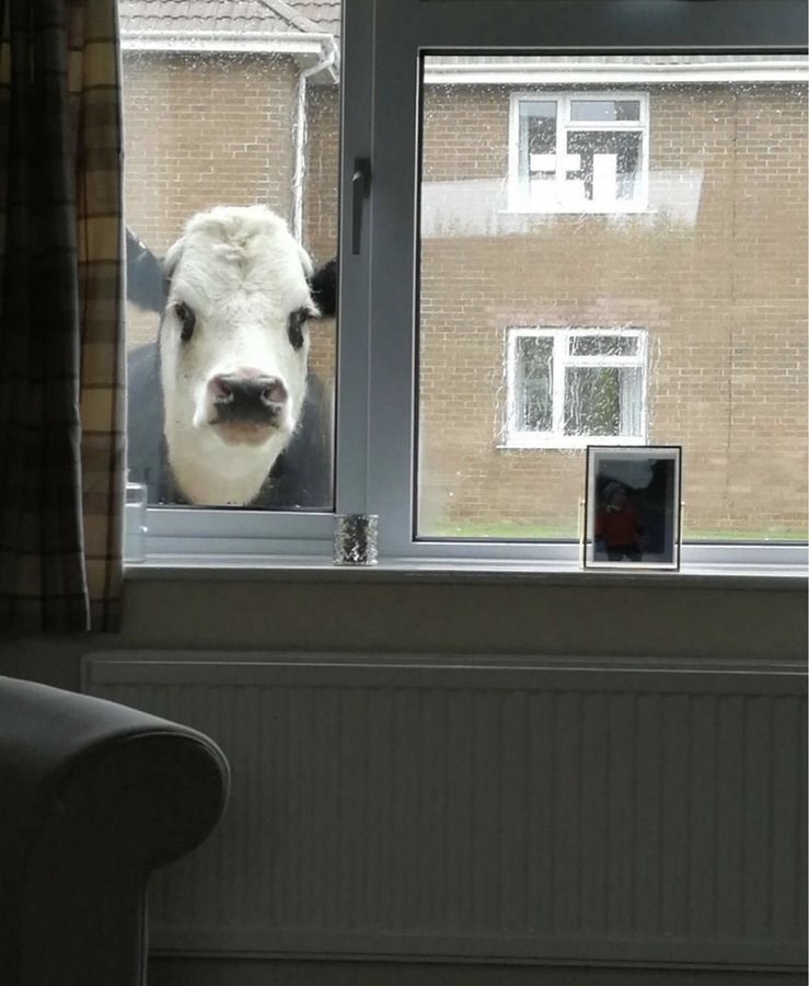 Nope. I'm moo-ving out