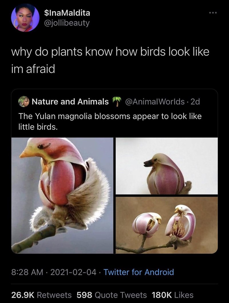 This is how birds are born