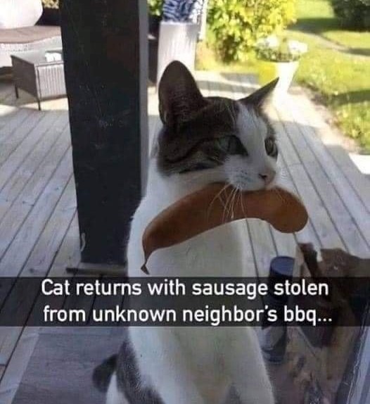 Well trained cat
