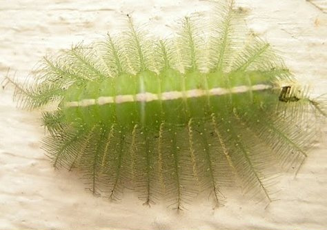 Can you spot the Baron Caterpillar?