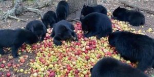 apples+bring+bears+together