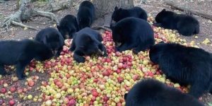 apples bring bears together