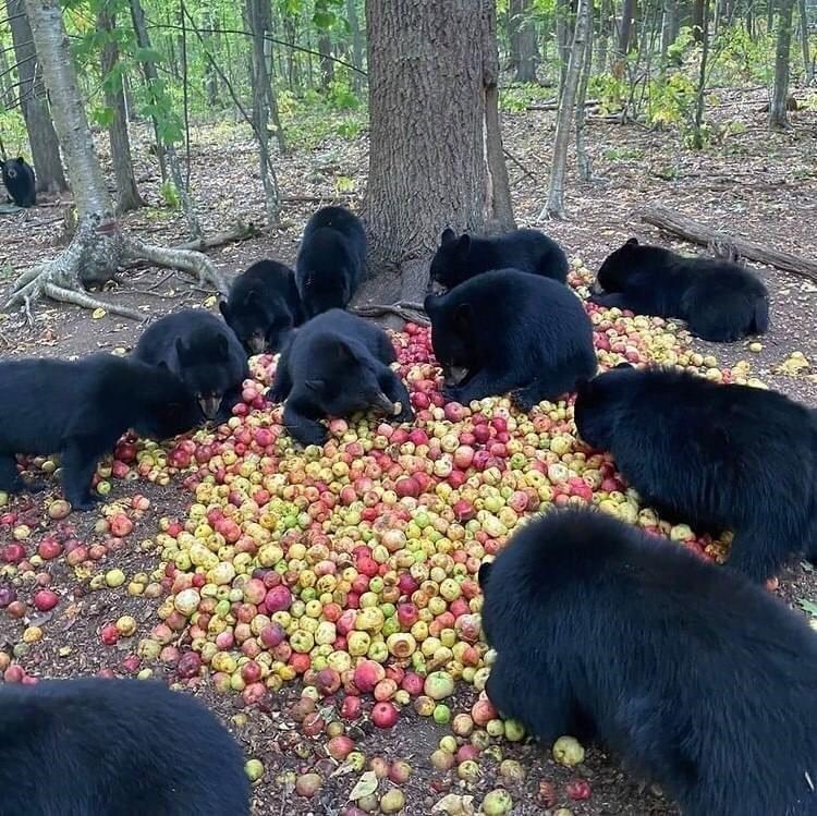 apples bring bears together