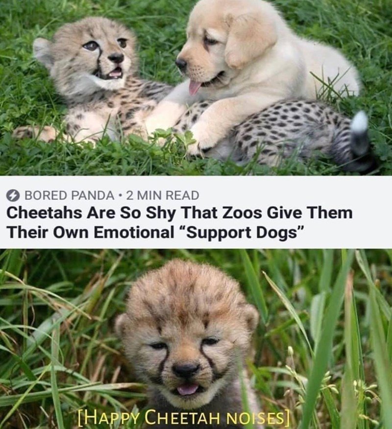 happy cheetah noises