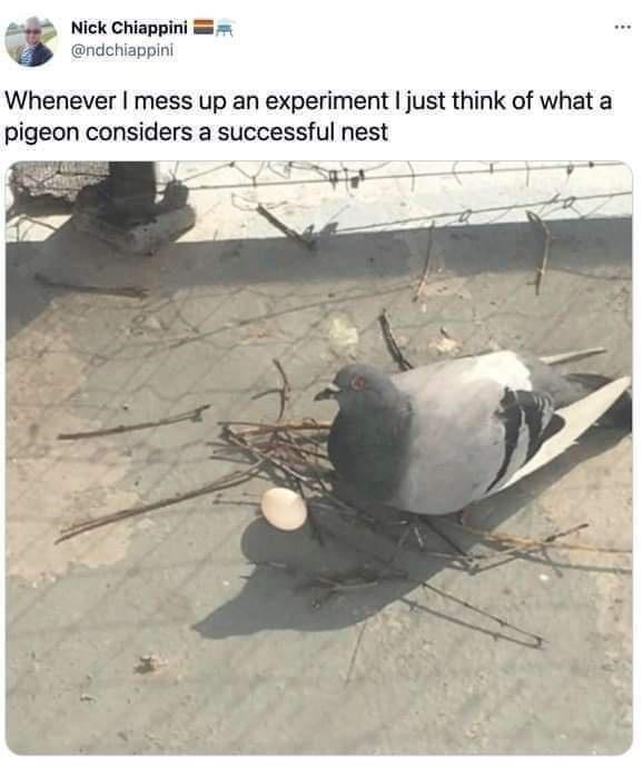 WHEN YOU GET LOW SELF ESTEEM, THINK ABOUT PIGEONS