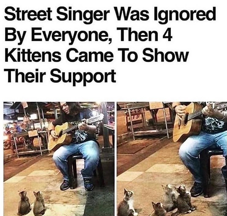 cats know good music when they hear it