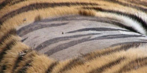 You gon’ learn: A tiger’s skin is also striped