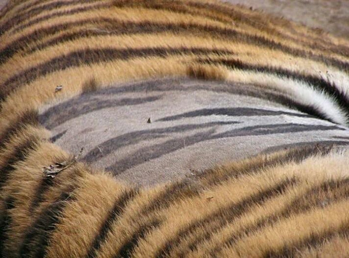 You gon' learn: A tiger's skin is also striped