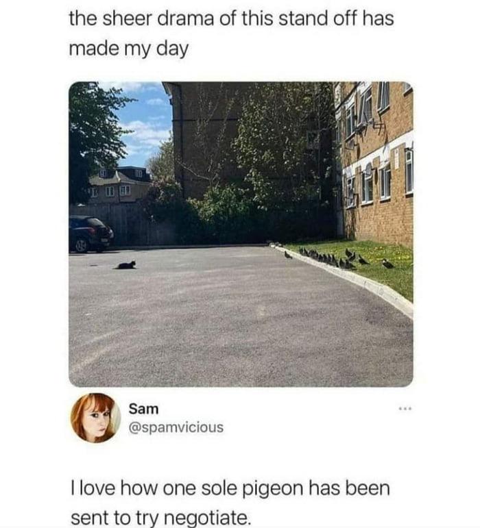 that pigeon deserves a medal