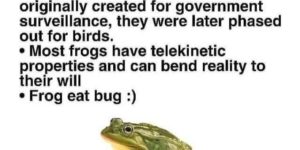frogs aren’t real
