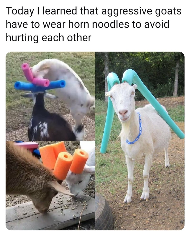 Hot goat summer