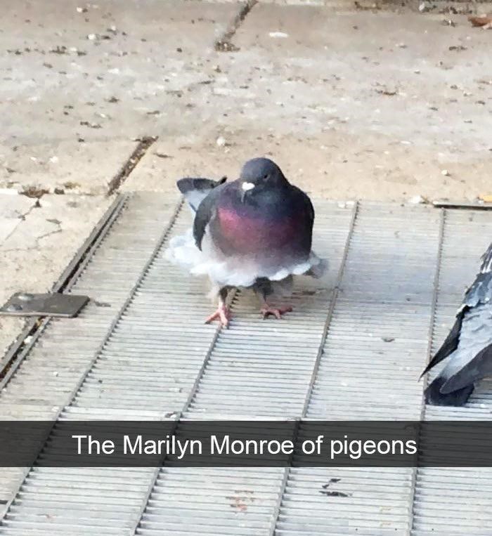 Marilyn Monpigeon