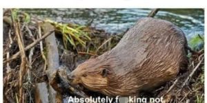 beavers hate running water