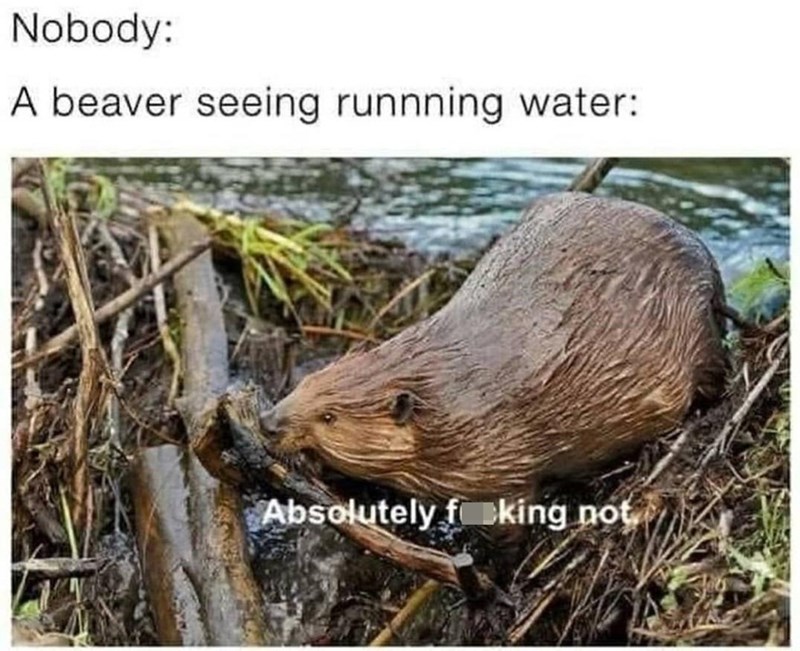 beavers hate running water