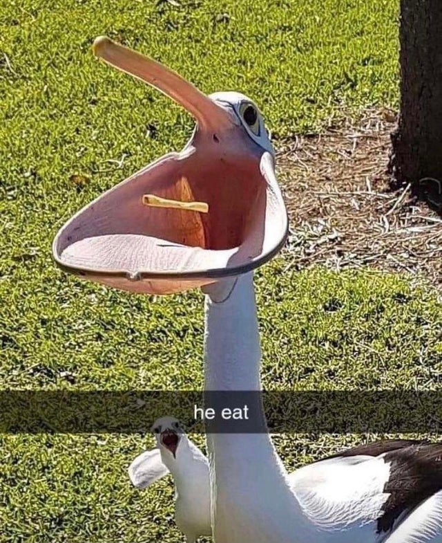 the look on  the seagulls face is priceless