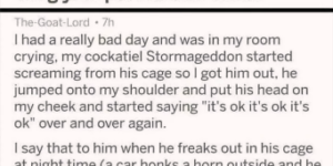 can we talk about how he named his cockatiel Stormageddon?