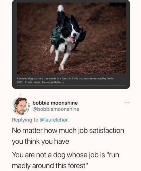 doggo has the best job