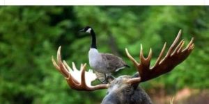 goose on a moose