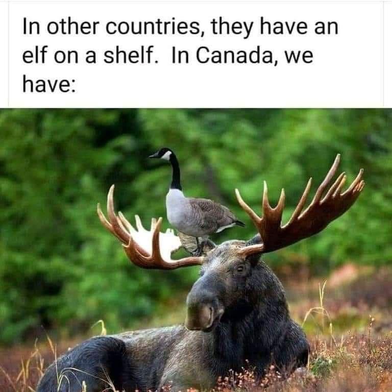 goose on a moose
