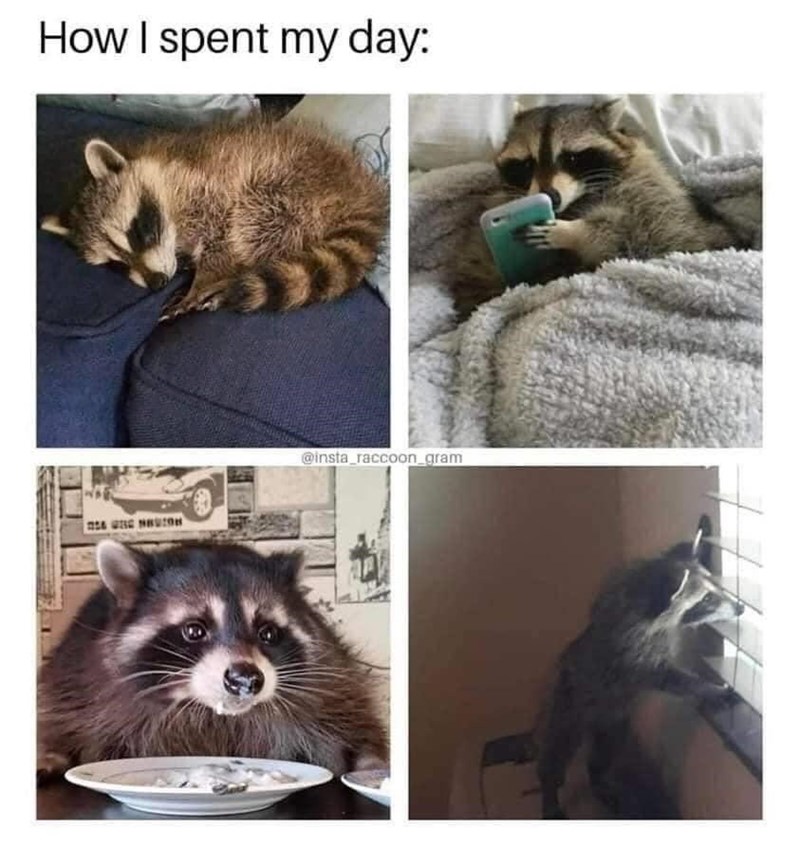 raccoon living its best life