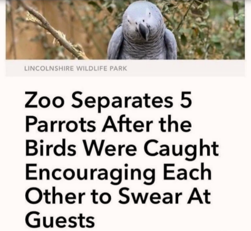 blame the zookeepers, don't  punish the parrots