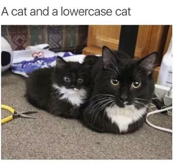 kittens will be known as lowercase cats from here on out