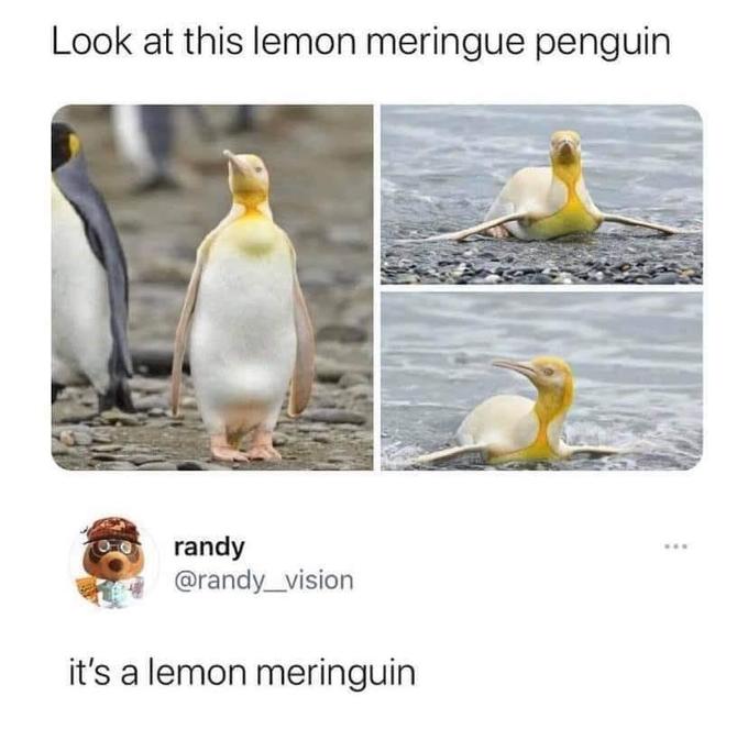 lemon meringuin
