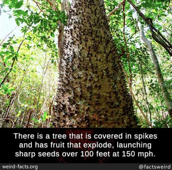 the world's most dangerous tree