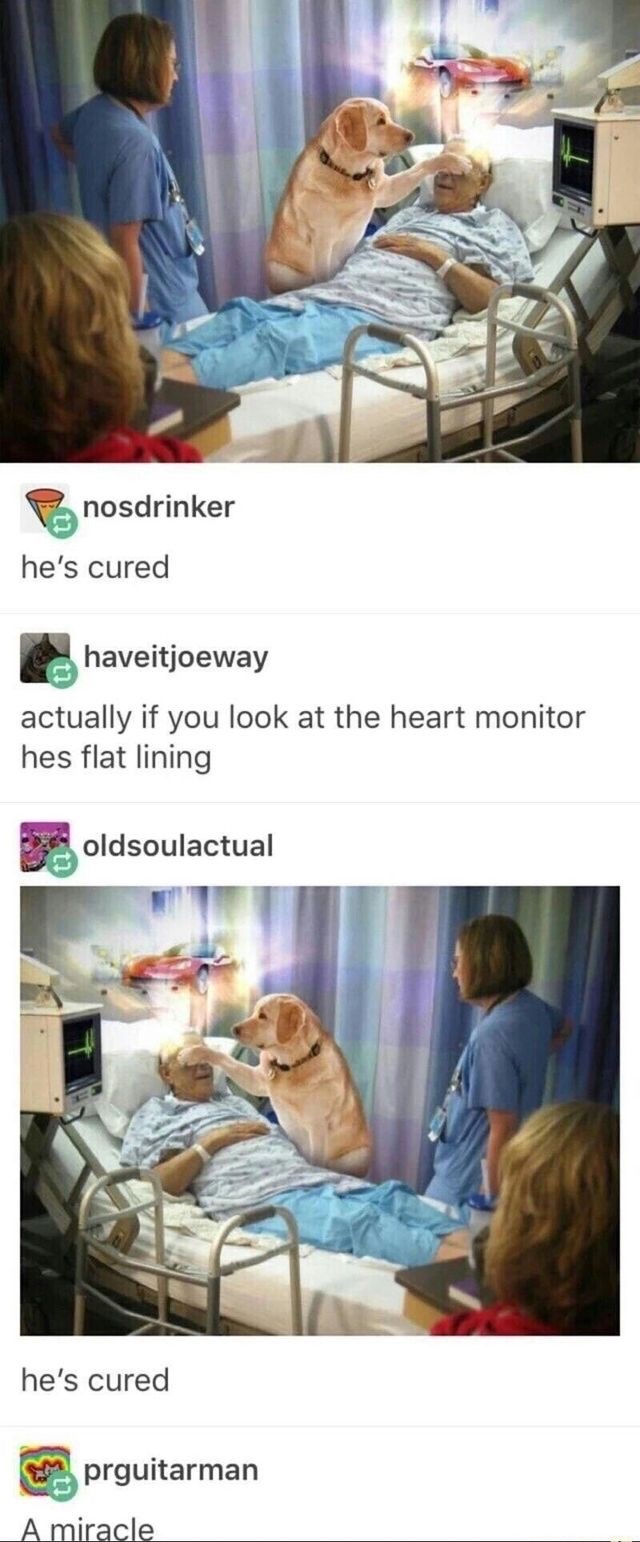 miracle dog