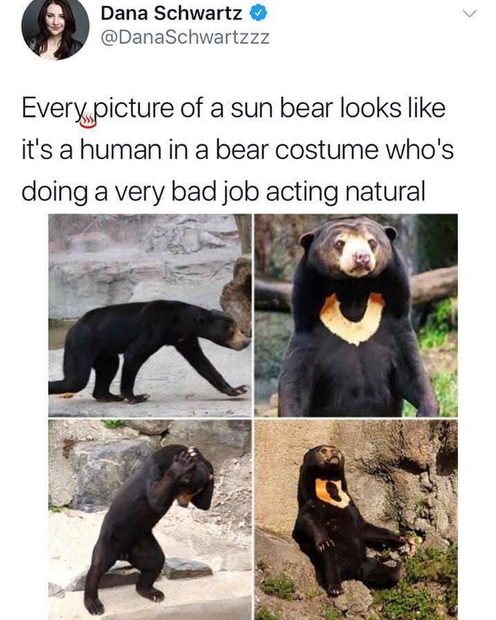 there's a human in that bear suit
