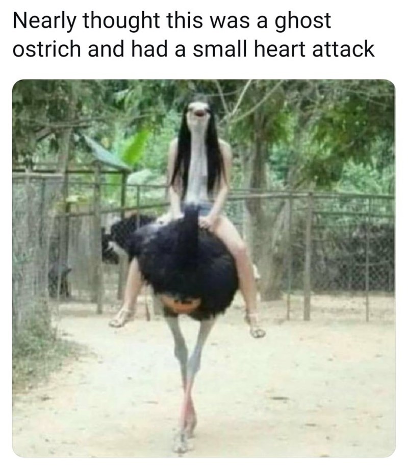 ghost ostrich