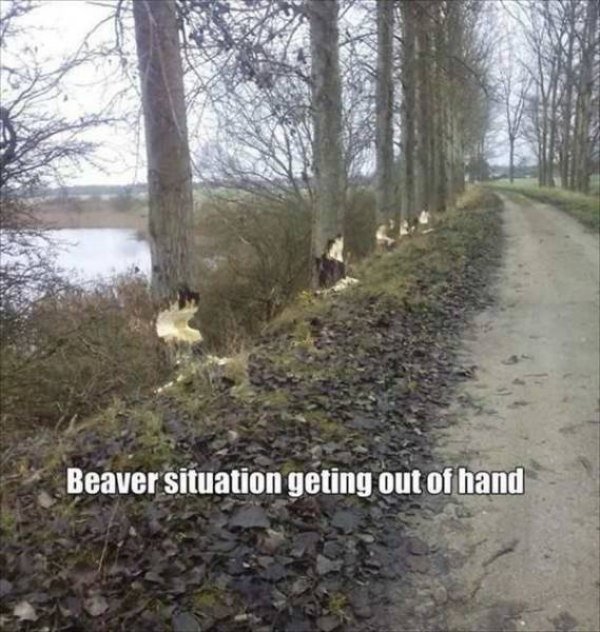 Beaver traps.