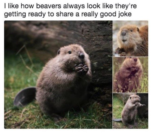 My favorite thing about beavers.