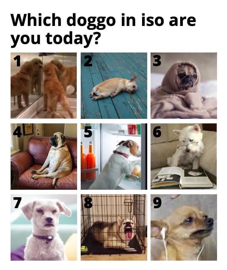 I'm doggo 8