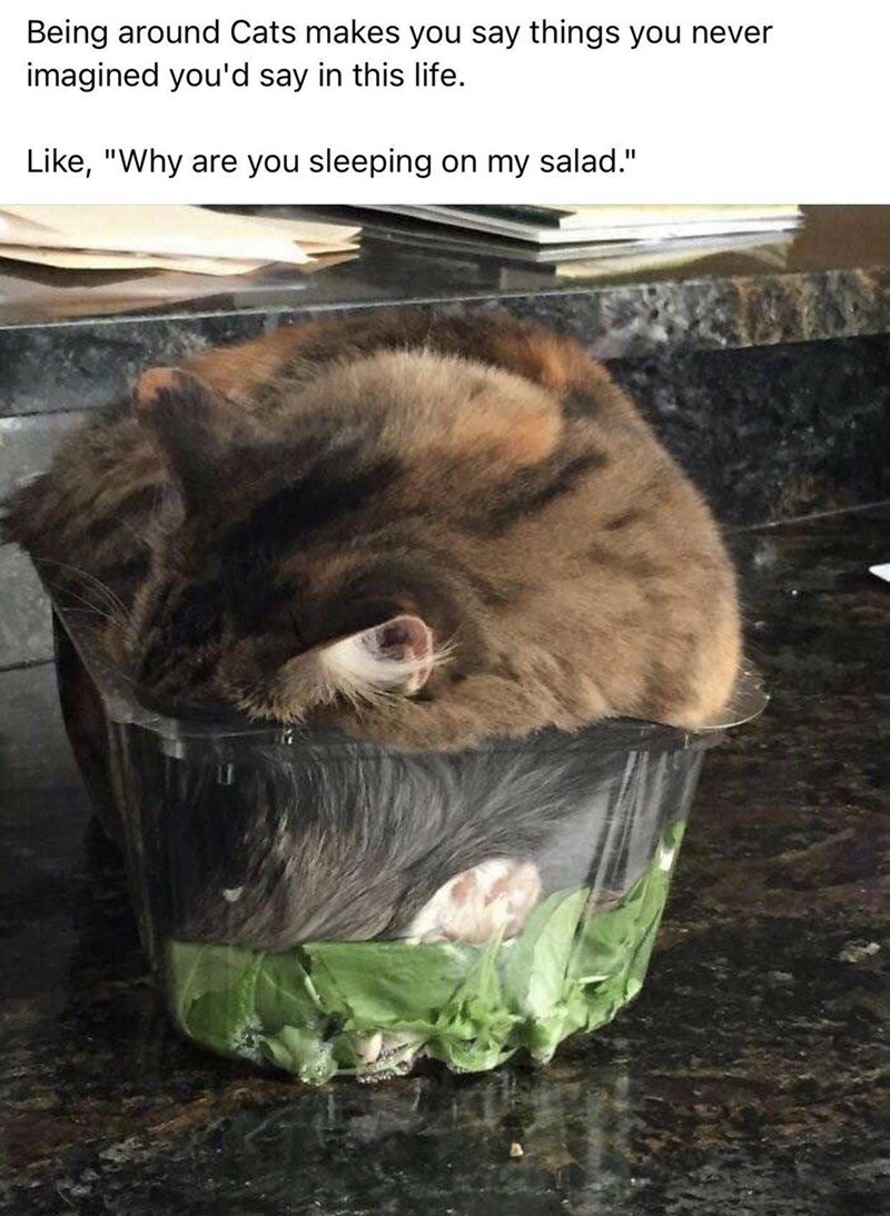 fine, you can sleep on my salad